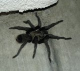 California tarantula